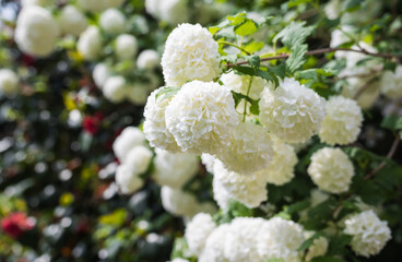 Beautiful Viburnum Opulus branch close up (Roseum - Snowball Viburnum). Outdoor shot in a blossoming garden under sunlight. Blurred background.