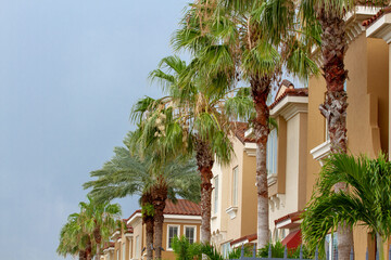 Fototapeta na wymiar Palm Trees in a Mediterranean Setting