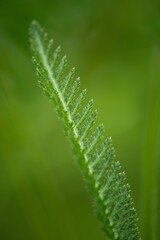 Yarrow - Achillea millefolium is considered a magical plant, especially in China. It has long been used in divination with the I Ching, or Book of Changes.