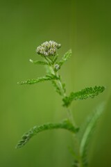 Yarrow - Achillea millefolium is considered a magical plant, especially in China. It has long been used in divination with the I Ching, or Book of Changes.