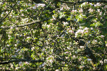 Fototapeta na wymiar Flowers of apple trees in spring in trees in clear weather