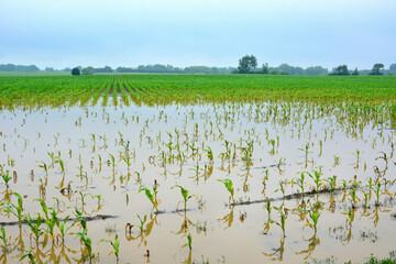 Midwest farm fields under overcast rain clouds flooded by heavy rain leaving Corn Maize crops...