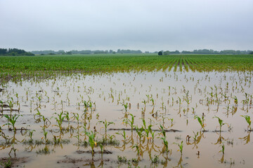 A muddy flooded corn field in late spring with standing water damaging the corn crop.