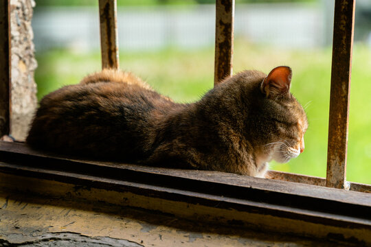 The cat is lying on an old window of a stone building with metal bars and is dozing - Powered by Adobe