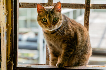 A cat sits on an old window of a stone building with metal bars and looks at the camera