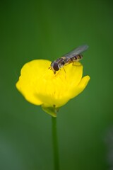 Yellow flower on a summer background meadow