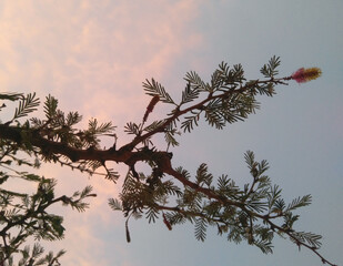 tree branches against the sky