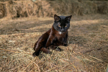 Black cat sitting reclining on dry hay