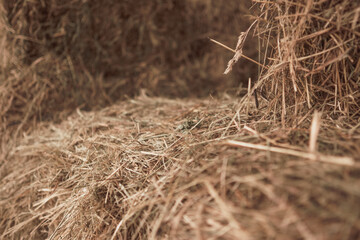 Dried light straw with a free niche where a block of hay lay