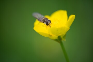 Yellow flower on a summer background meadow