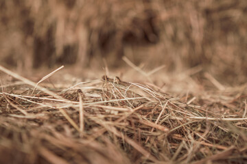 Dry hay with blurred foreground and background
