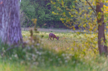 roe deer in the wild