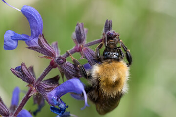 un grande bombo mentre si nutre del polline dei fiori di salvia selvatica