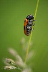 ladybug on a leaf