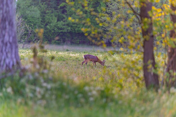 roe deer in the wild © Krzysztof