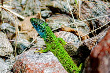 Color Lizard
