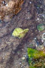 shell underwater on the beach in the Mediterranean Sea. Summertime concept, top view. Travel concept. 