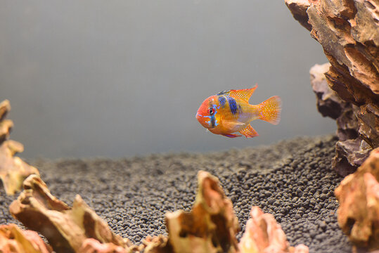 Mikrogeophagus ramirezi in acquario