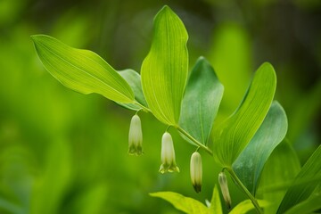 Polygonatum odoratum - Fragrant Heron is a perennial, 15 to 50 cm tall herb.