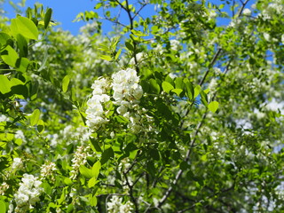 Blooming acacia tree with white flowers and blue sky in the sunny spring