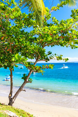 Beautiful beach with a tree. Vacation background. Idyllic beach landscape in Samana, Dominican Republic