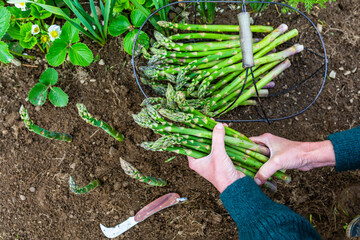 Freshly cut green asparagus in the garden.