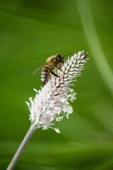 The lanceolata plantain (Plantago lanceolata) is a medicinal herb that has anti-cough properties and has anti-inflammatory and antibiotic effects.