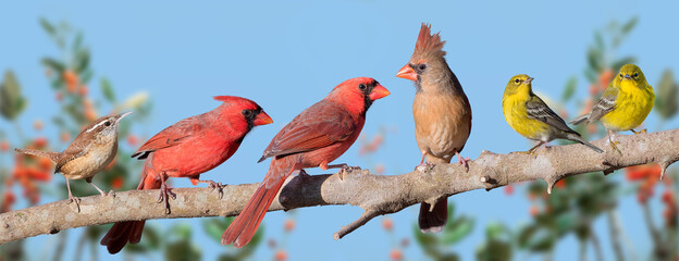 Variety of Songbirds on a Branch