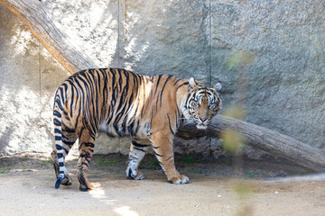 Panthera tigris sumatrae - Sumatran tiger in its habitat in the park.
