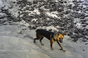 Lonely dog walking on muddy sand beach in South of Thailand