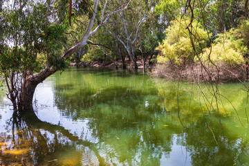 Reflection of branches with green foliage and trunks of eucalyptus trees in the water of a pond