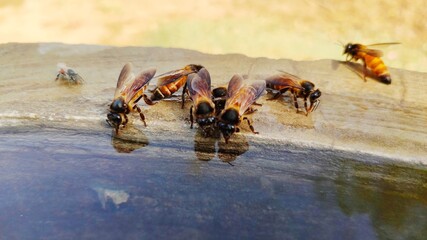 Wild honey bees drinking water to a tank, close up view