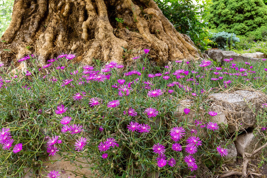Fiori rosa ai piedi dell'ulivo