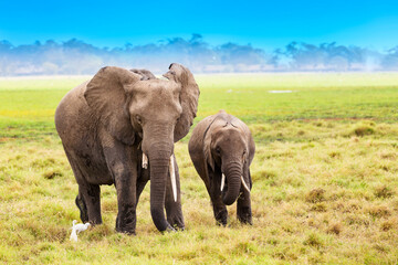 Naklejka na ściany i meble African elephants in Amboseli National Park. Kenya, Africa.