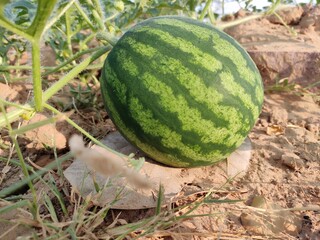 A ripping watermelon on vine in the field