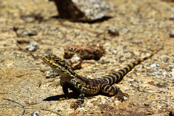 Ornate crevice-dragon (Ctenophorus ornatus), lizard on granite rocks in Southwest Western Australia