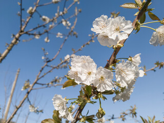 Cherry tree blooming during spring on a sunny day