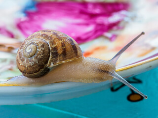 A Snail