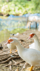 white goose on the grass