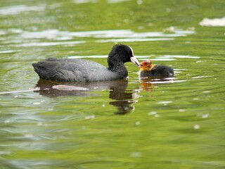 The Black Coot (Fulica atra) is a medium-sized black floating bird, the duck.