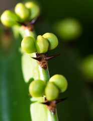 chandelier cactus flower