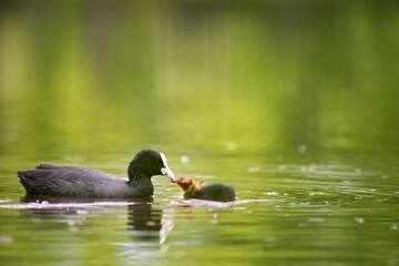 The Black Coot (Fulica atra) is a medium-sized black floating bird, the duck.