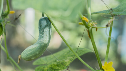 cucumber on the grass