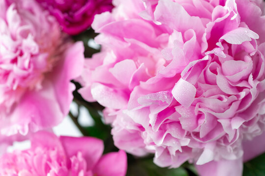 fluffy pink peonies with water drops on the petals. flower texture. horizontal image.