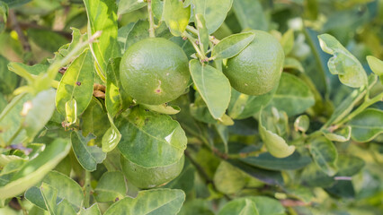 green figs on the tree  lamon