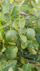 green figs on a tree lamon