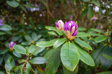 Rhododendron blüte knospe in rot