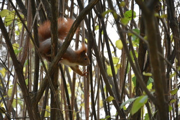 Squirrel in the trees