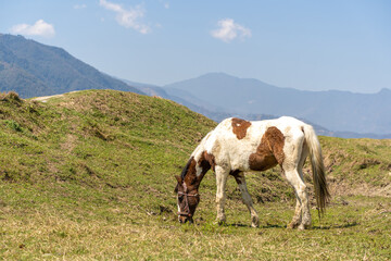 Fototapeta na wymiar A horse grazes in a meadow near Phewa Lake, Pokhara, Nepal. Green mountains on background. Stock photo