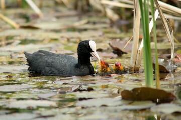 The Black Coot (Fulica atra) is a medium-sized black floating bird, the duck.
